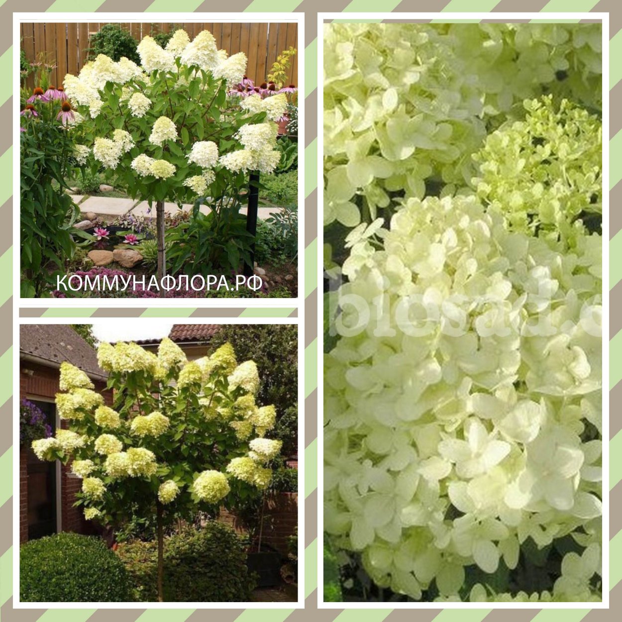 Гортензия метельчатая Шуга Раш