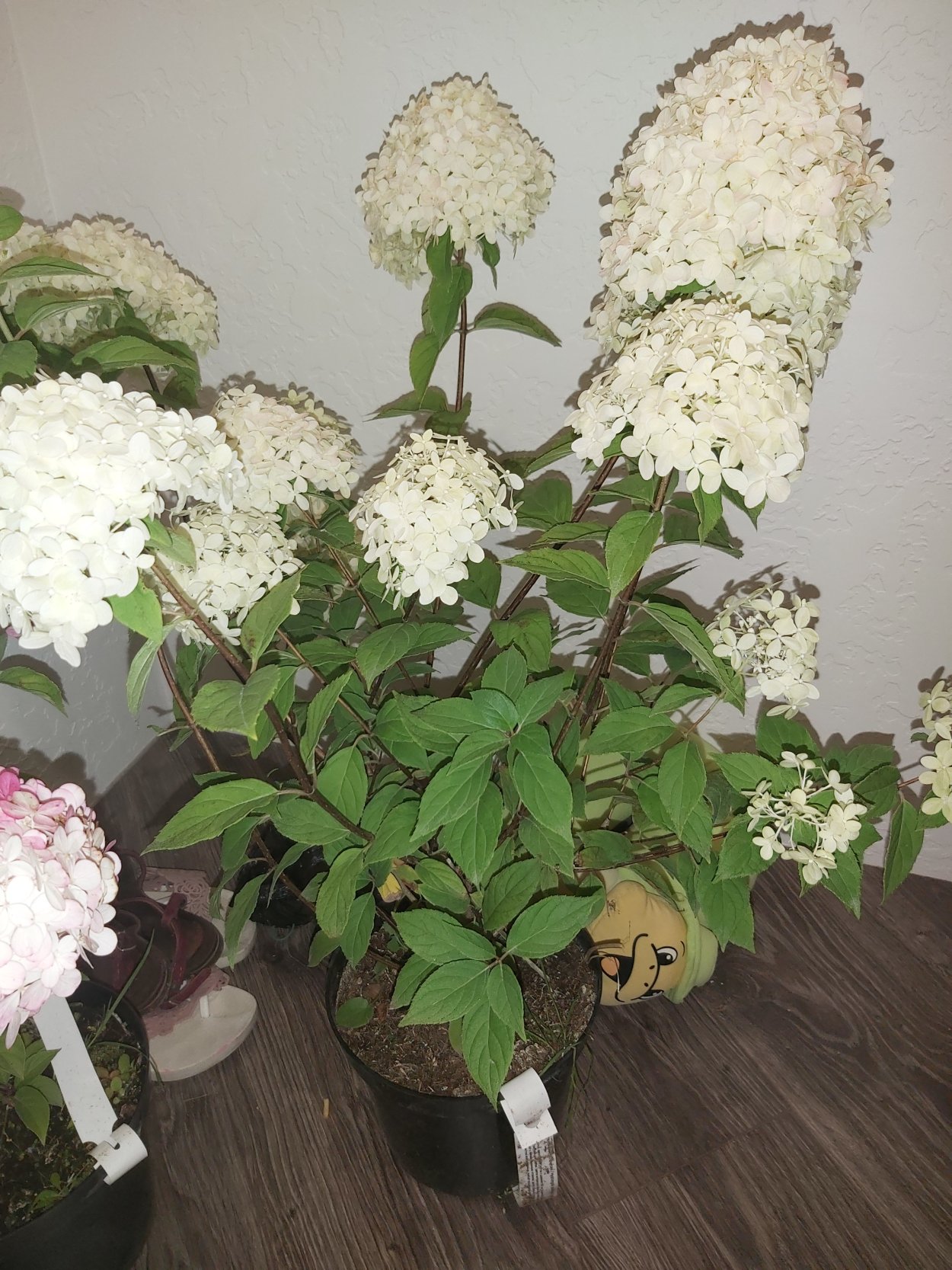 Гортензия Шуга Раш