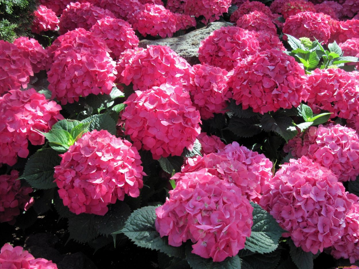 Гортензия Rosita