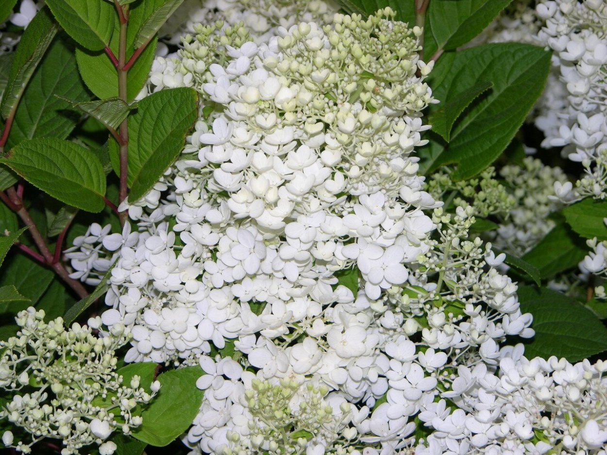 Гортензия бомбшелл