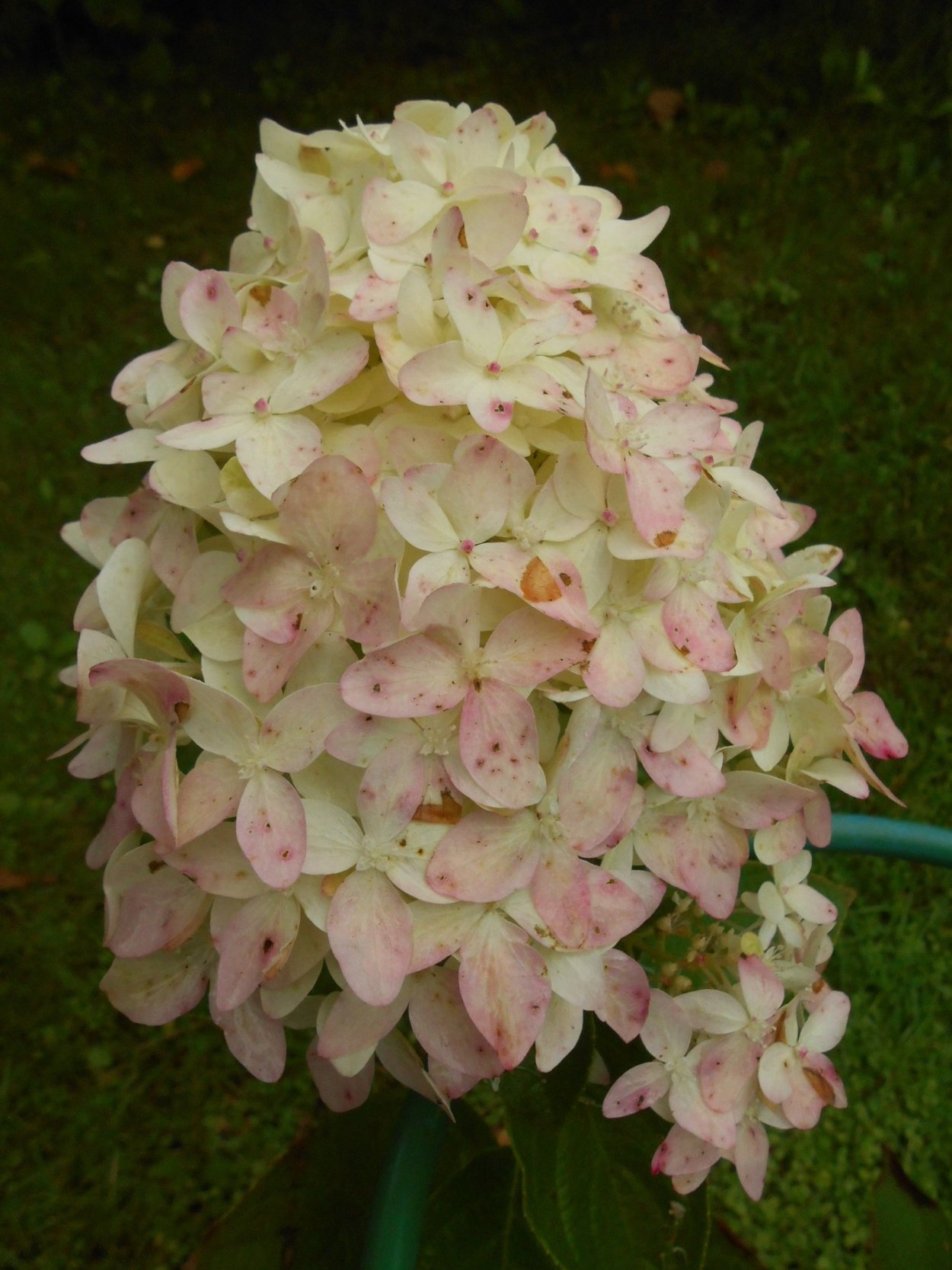 Гортензия метельчатая Шугар