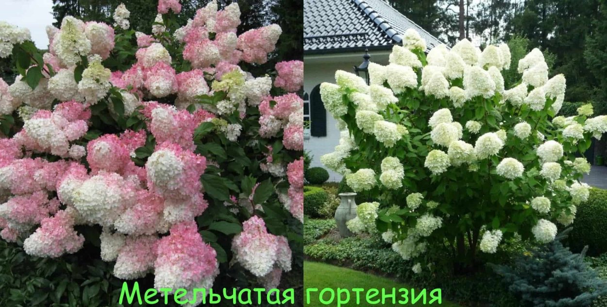 Гортензия метельчатая Розеа