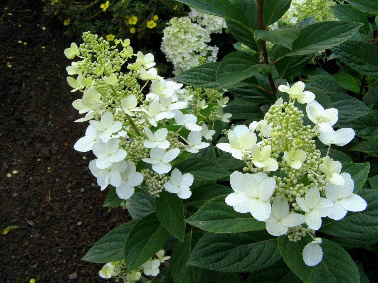 Гортензия метельчатая "Mathilde" ("Матильда")