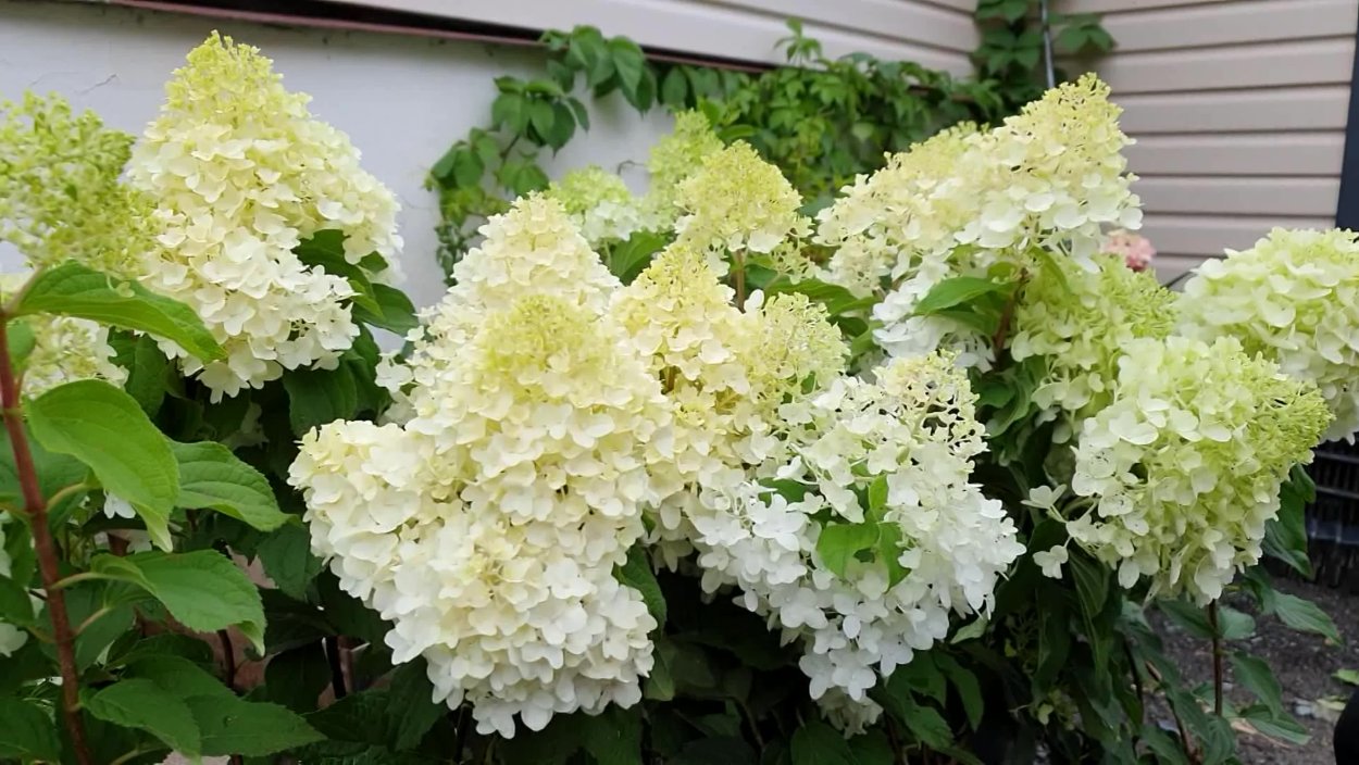 Гортензия метельчатая Шуга Раш