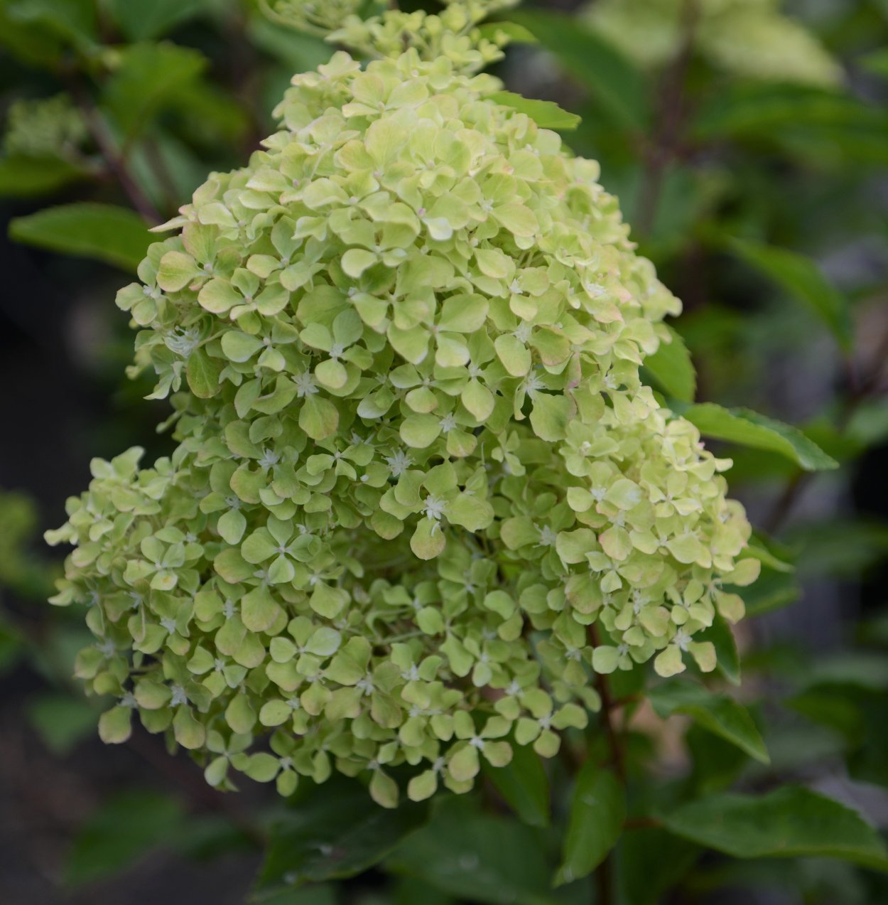 Шугар Раш гортензия метельчатая