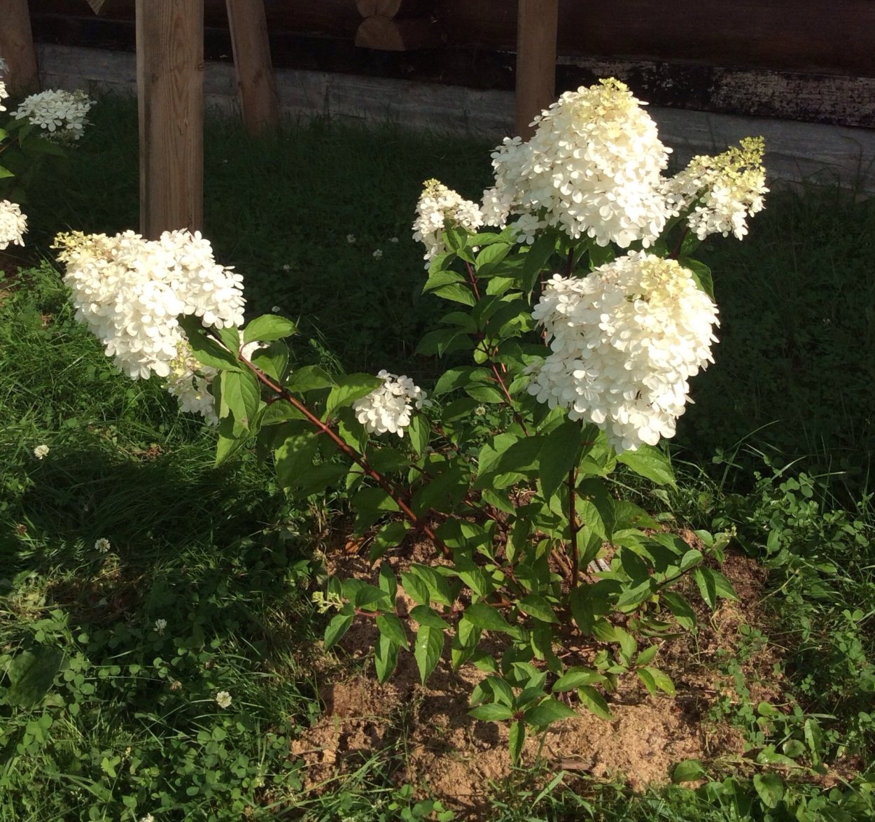 Гортензия Шуга Раш