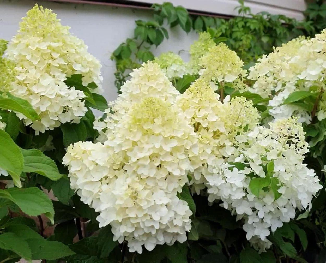 Гортензия метельчатая Шуга Раш