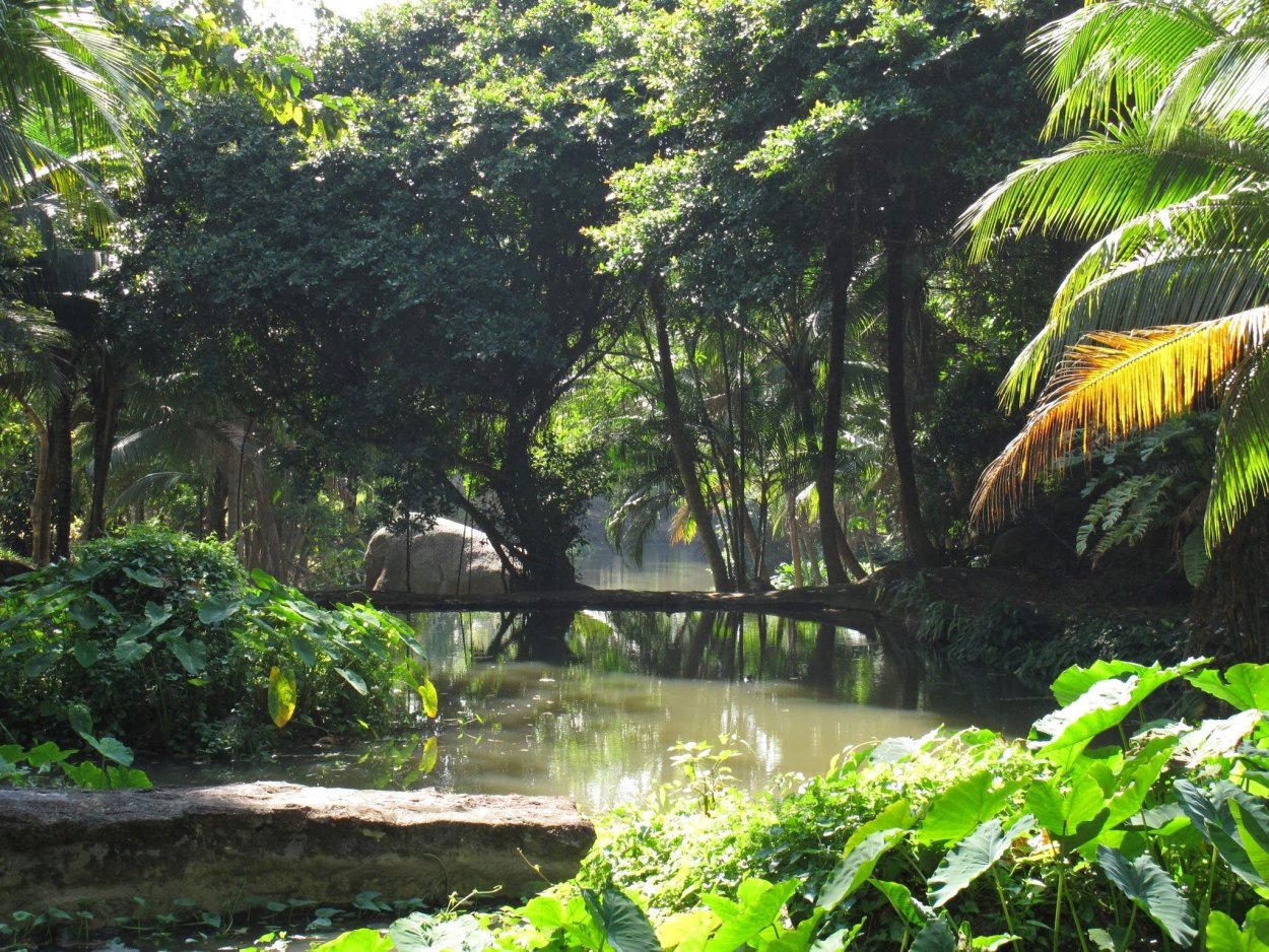 Тропические джунгли Индии