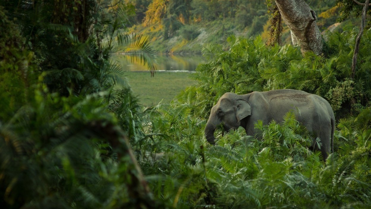 Лакандонские джунгли