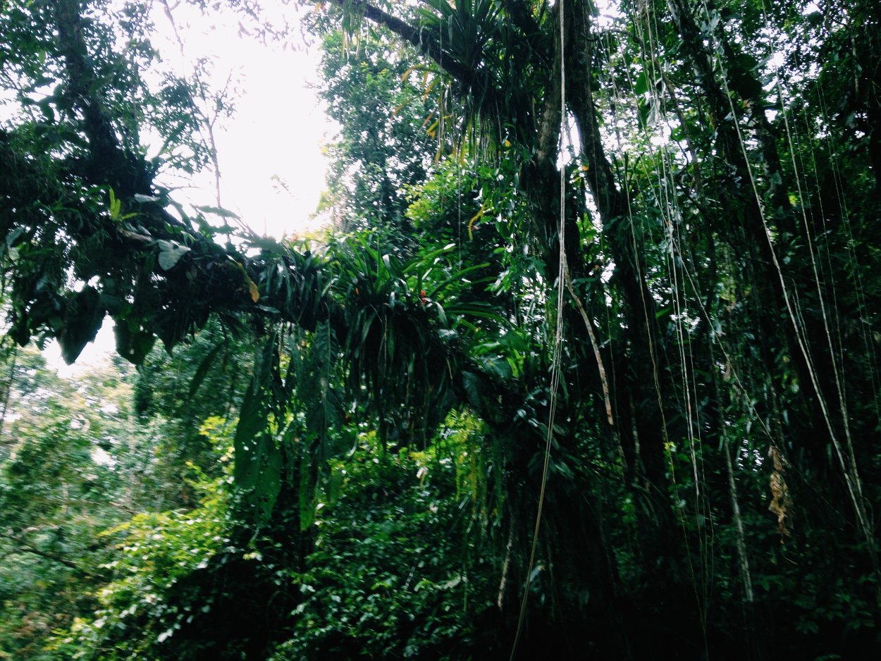 Непроходимые джунгли Африки