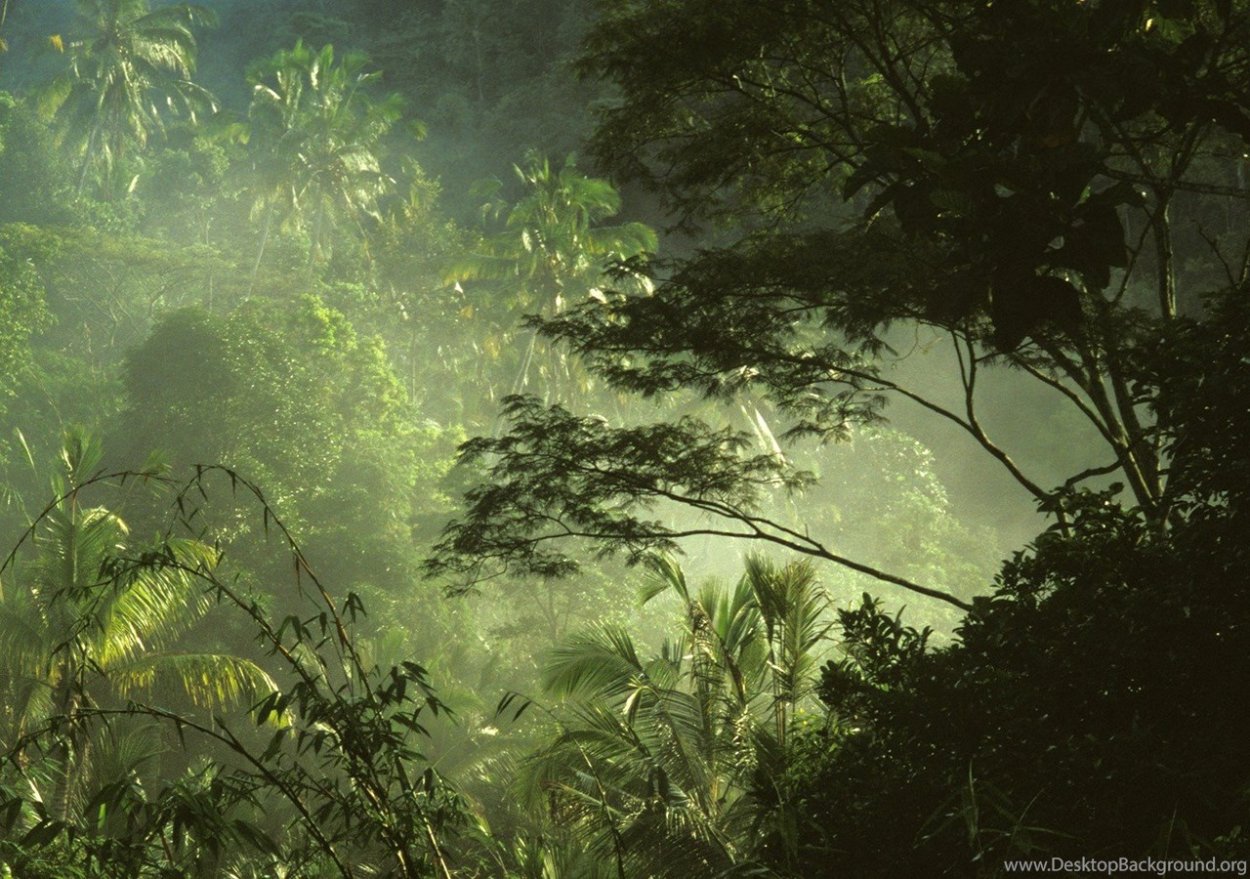 Зеленые джунгли