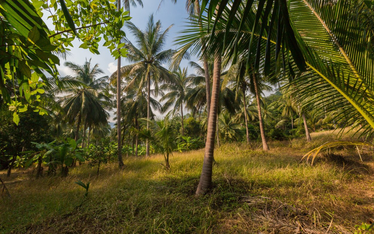 Пальмы тропических лесов Африки