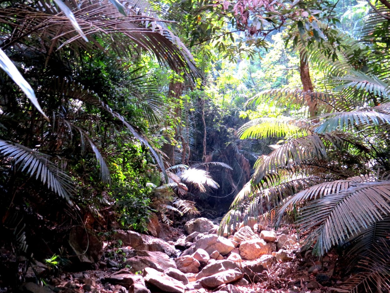 Джунгли древней Индии