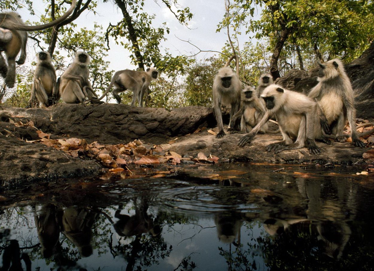 Бандхавгарх национальный парк