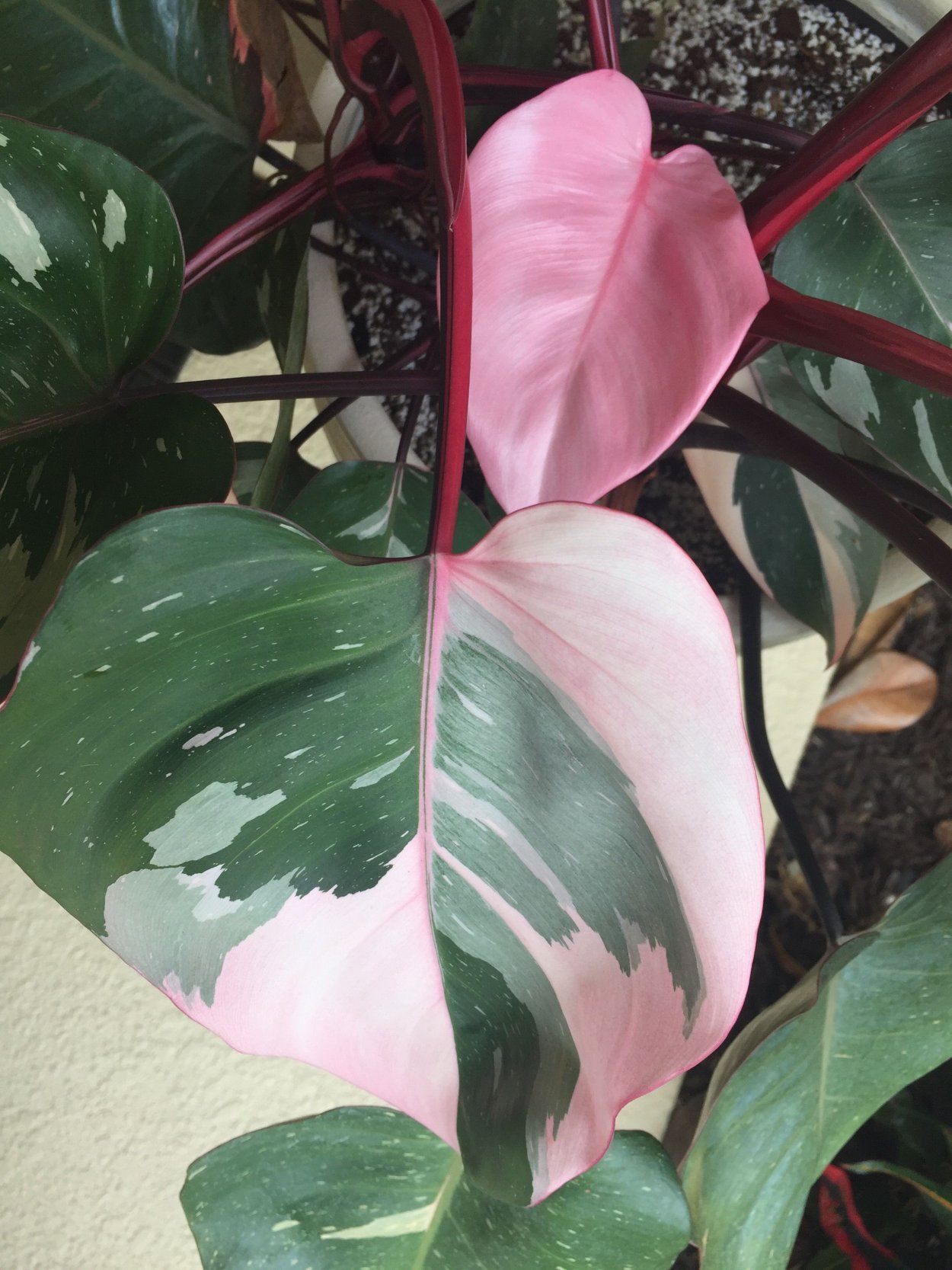 Филодендрон розовая принцесса