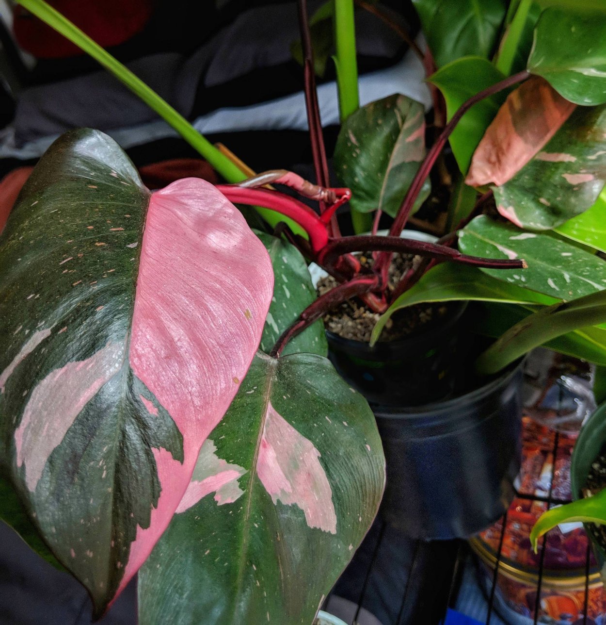 Филодендрон Pink Queen