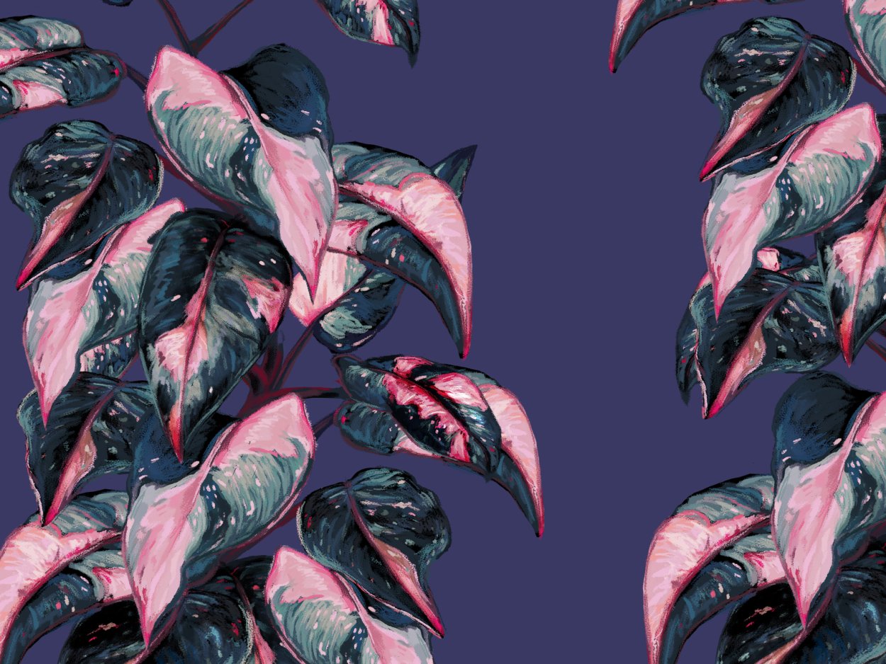 Филодендрон Pink Queen