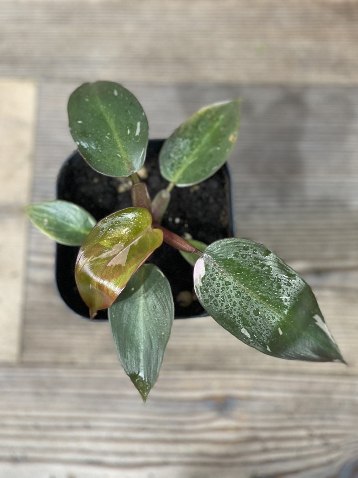 Филодендрон принцесса Пинк СПБ