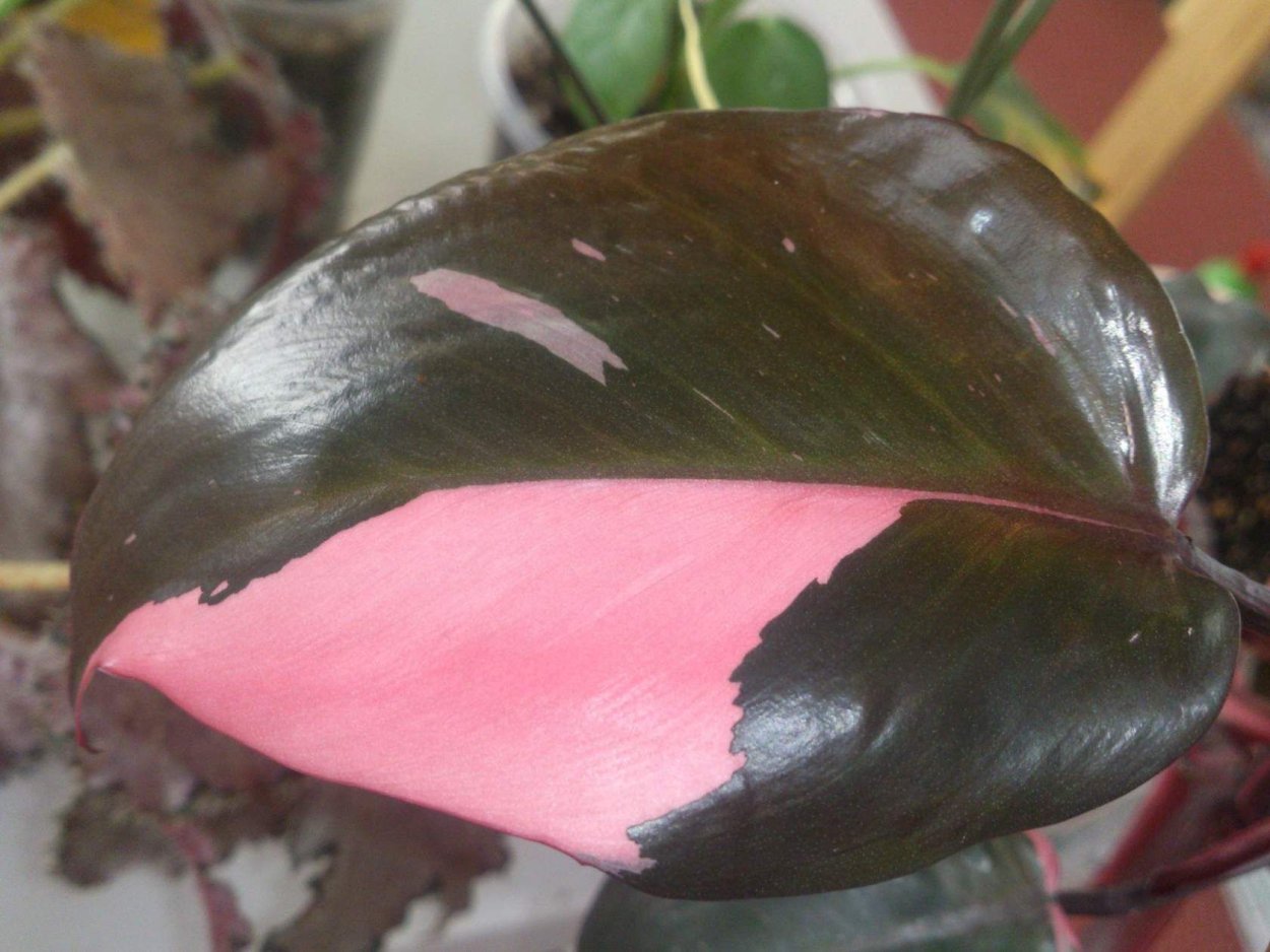 Филодендрон Пинк Квин