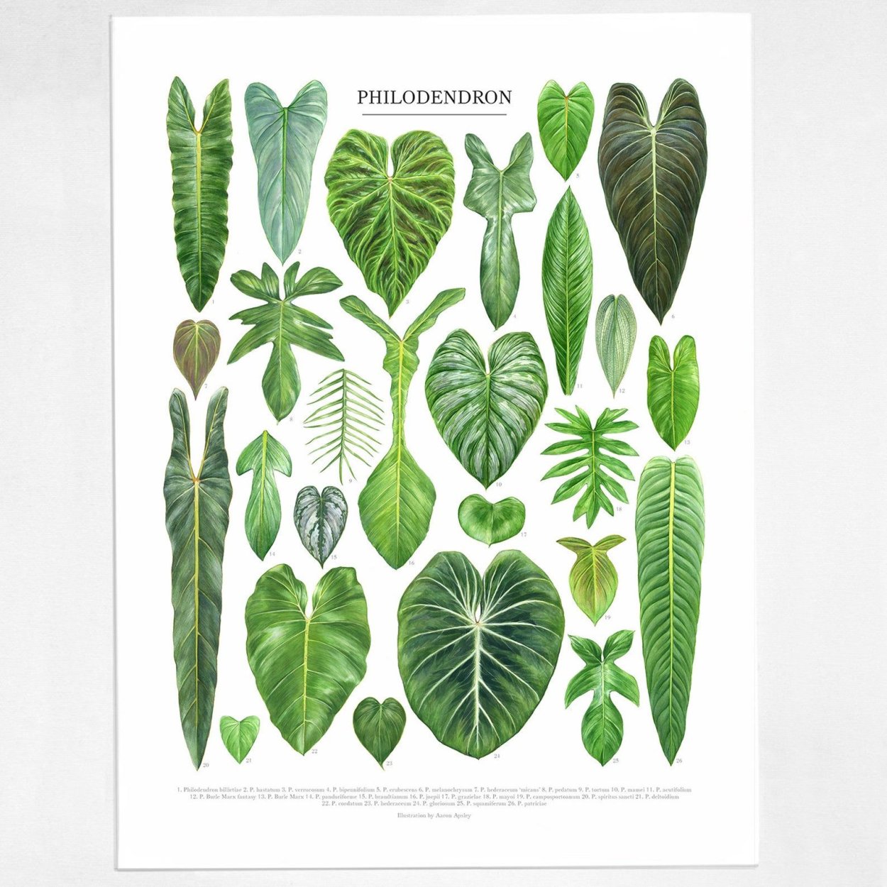 Филодендрон Ароидные