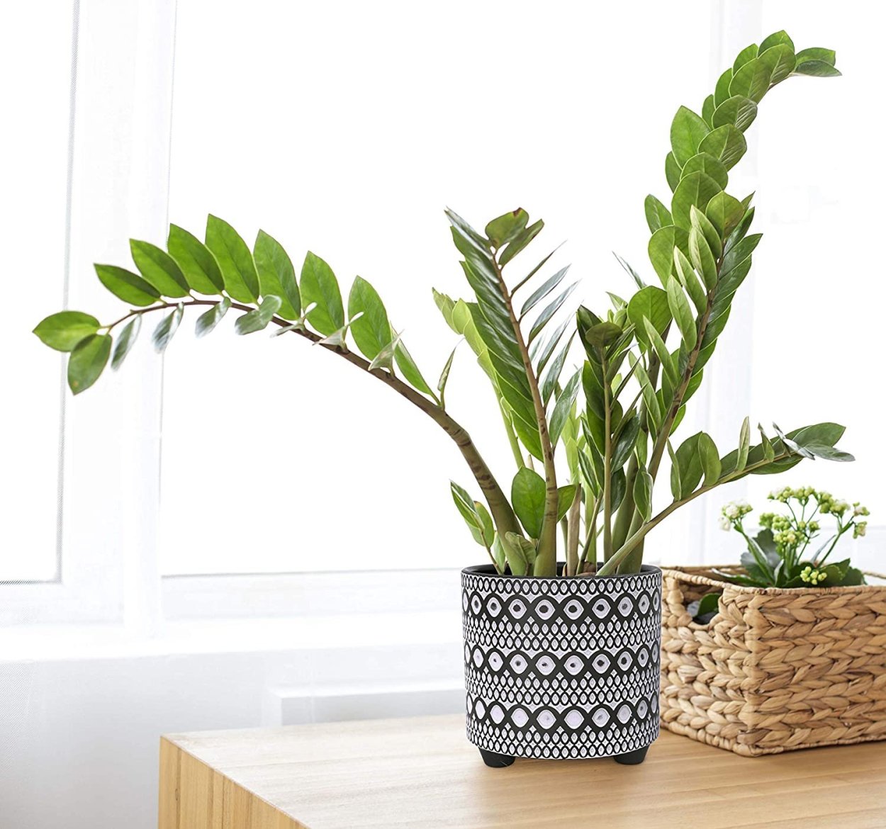 Офисное растение замиокулькас