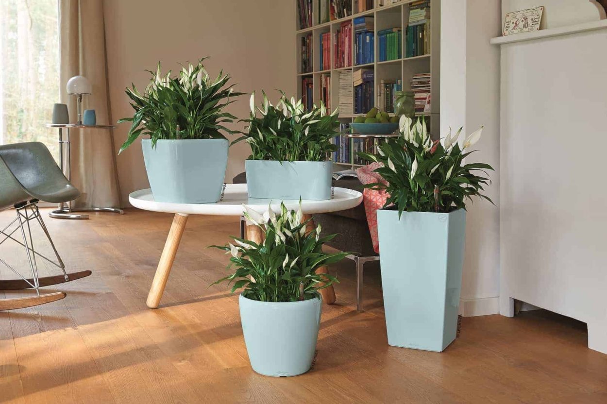 Замиокулькас и спатифиллум