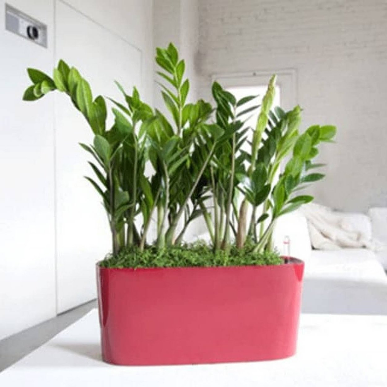 Замиокулькас икеа