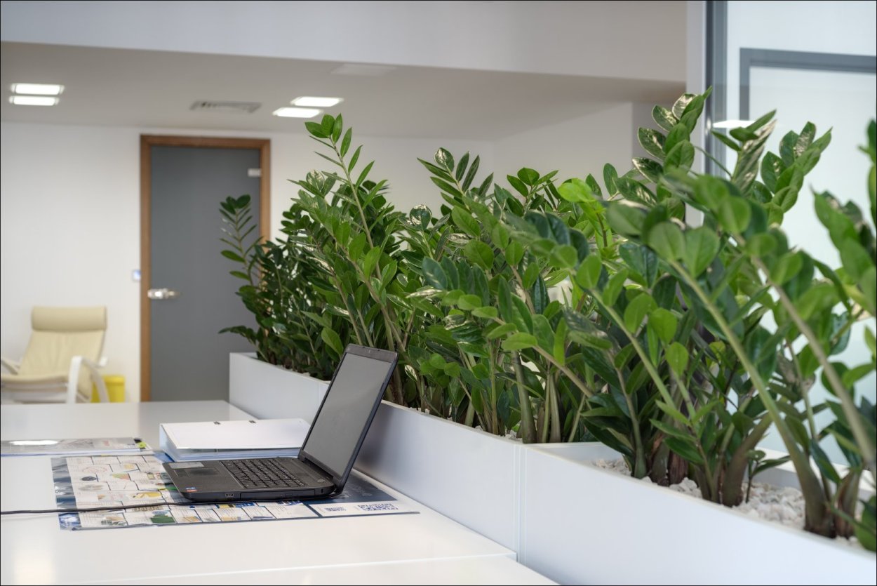 Зелень в офисе