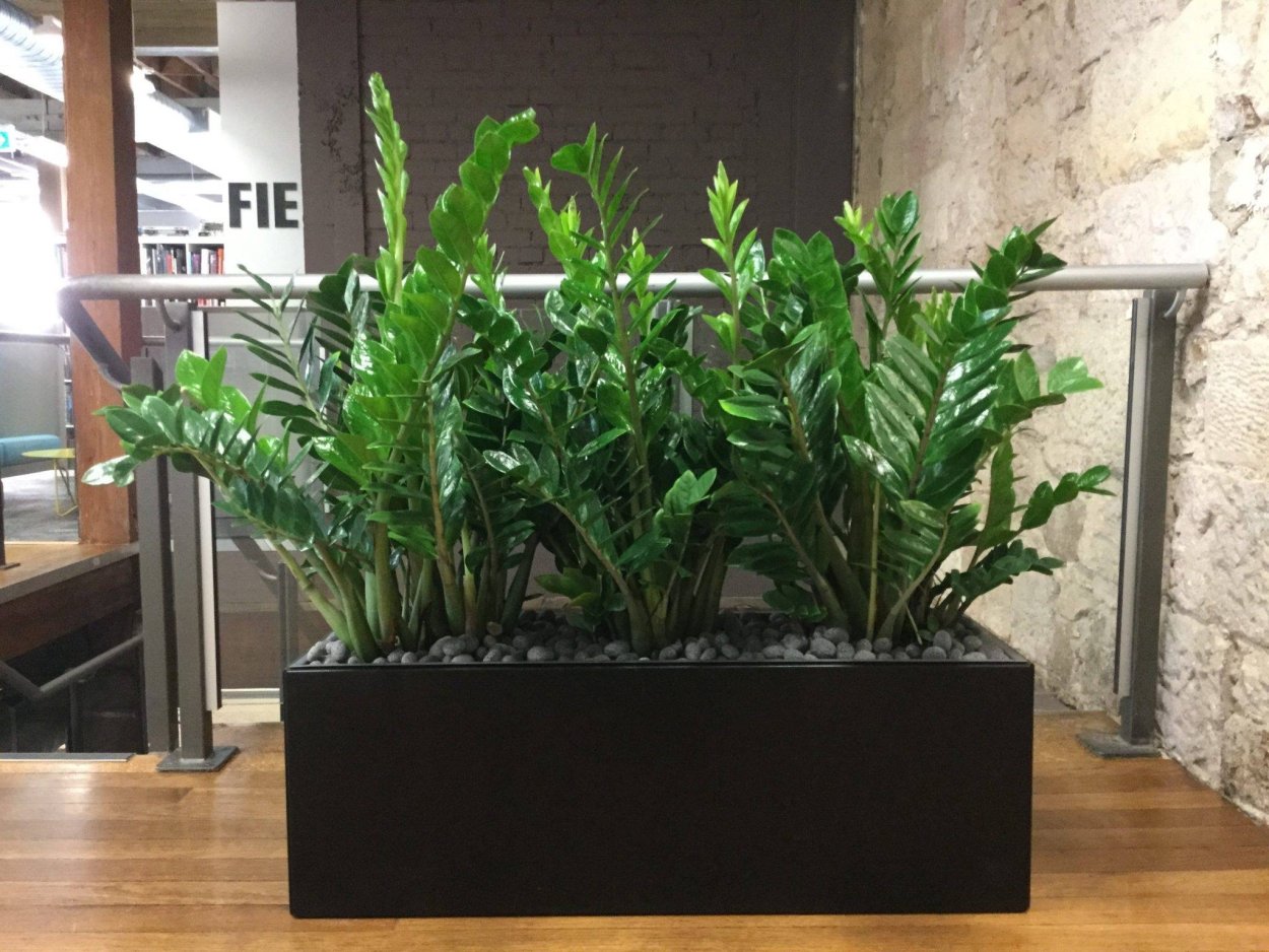 Замиокулькас, сансевьера