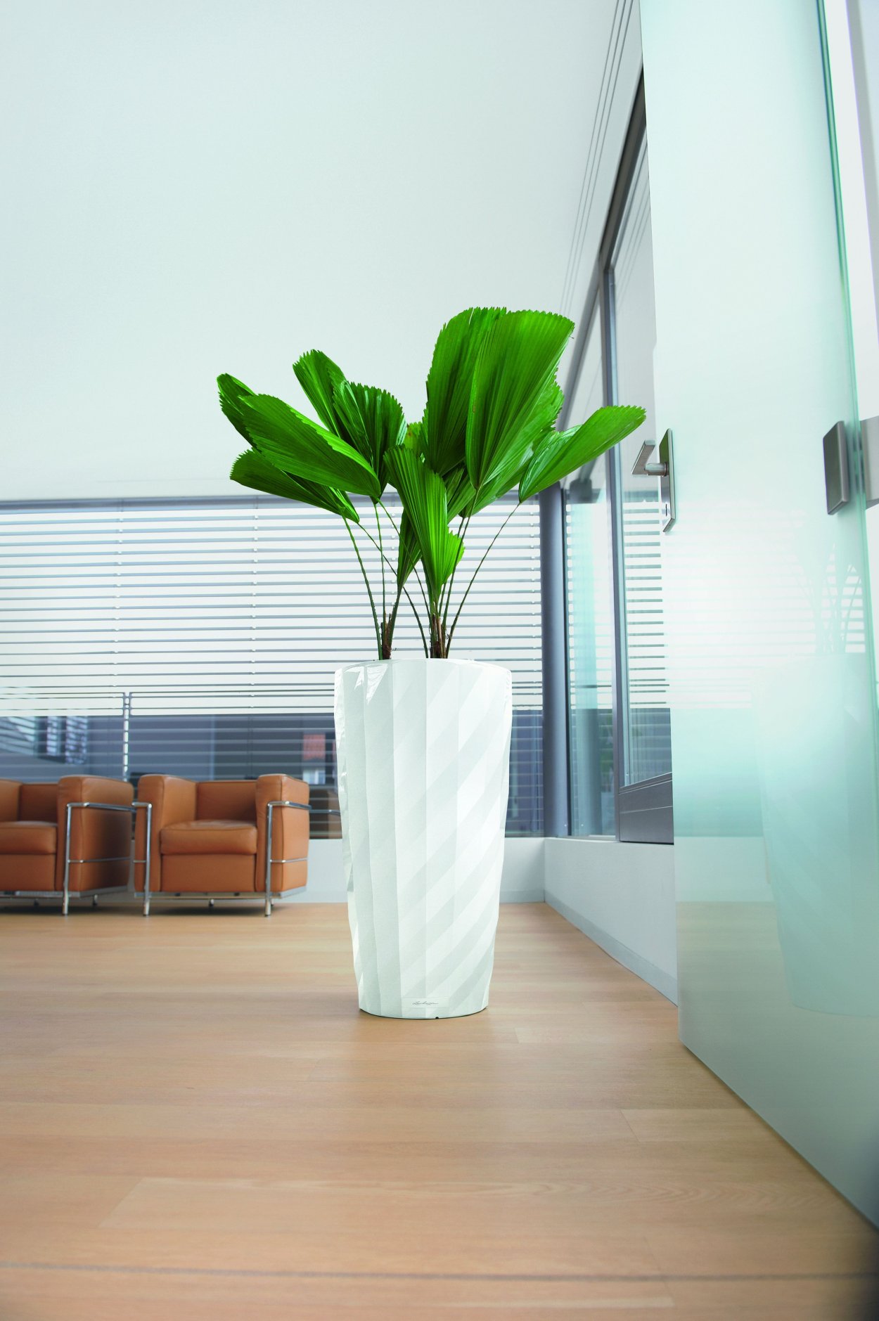 Замиокулькас + Lechuza