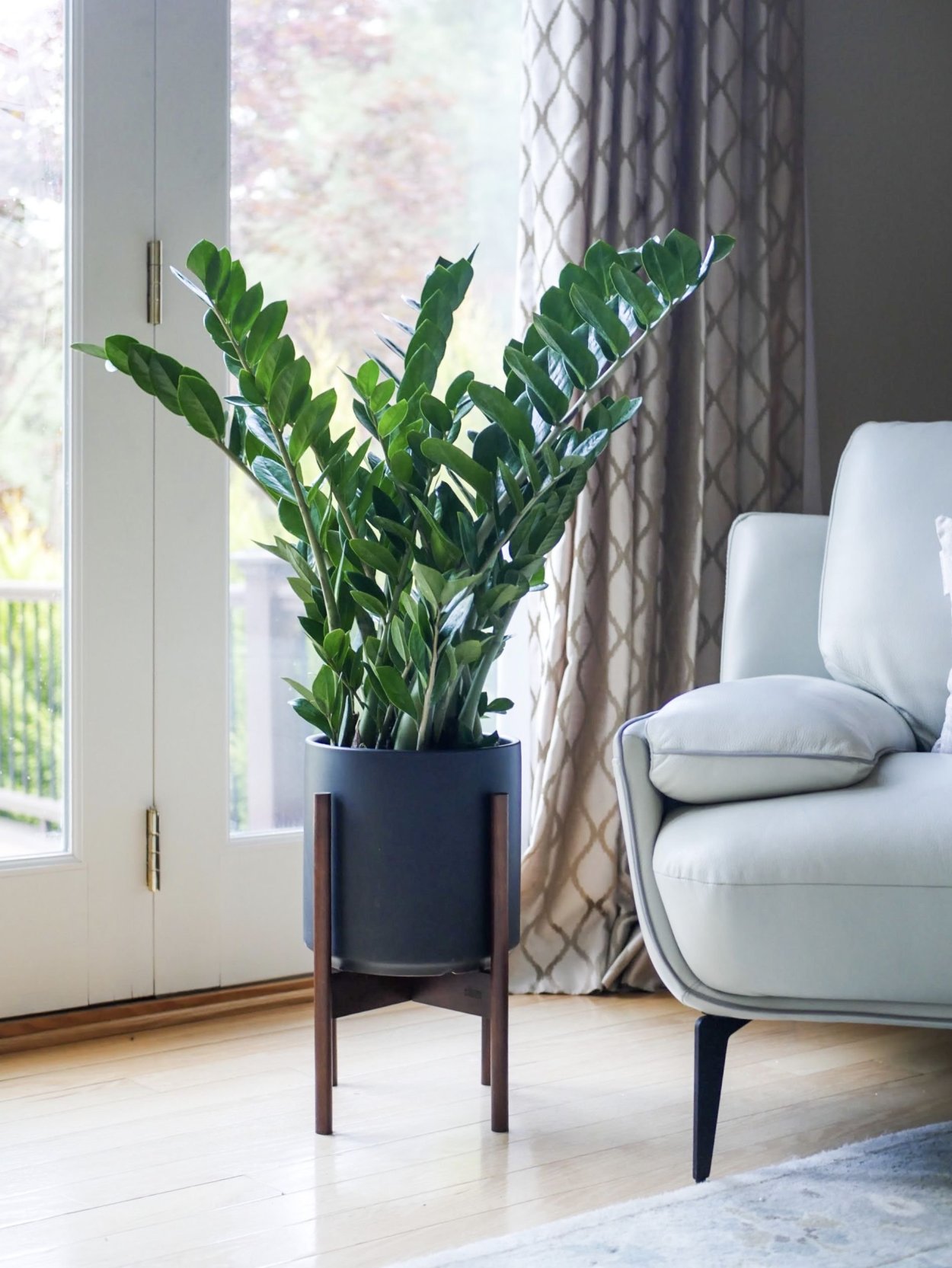 Замиокулькас Эмеральд пальм