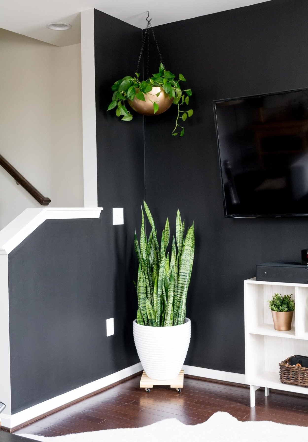 Замиокулькас, сансевьера