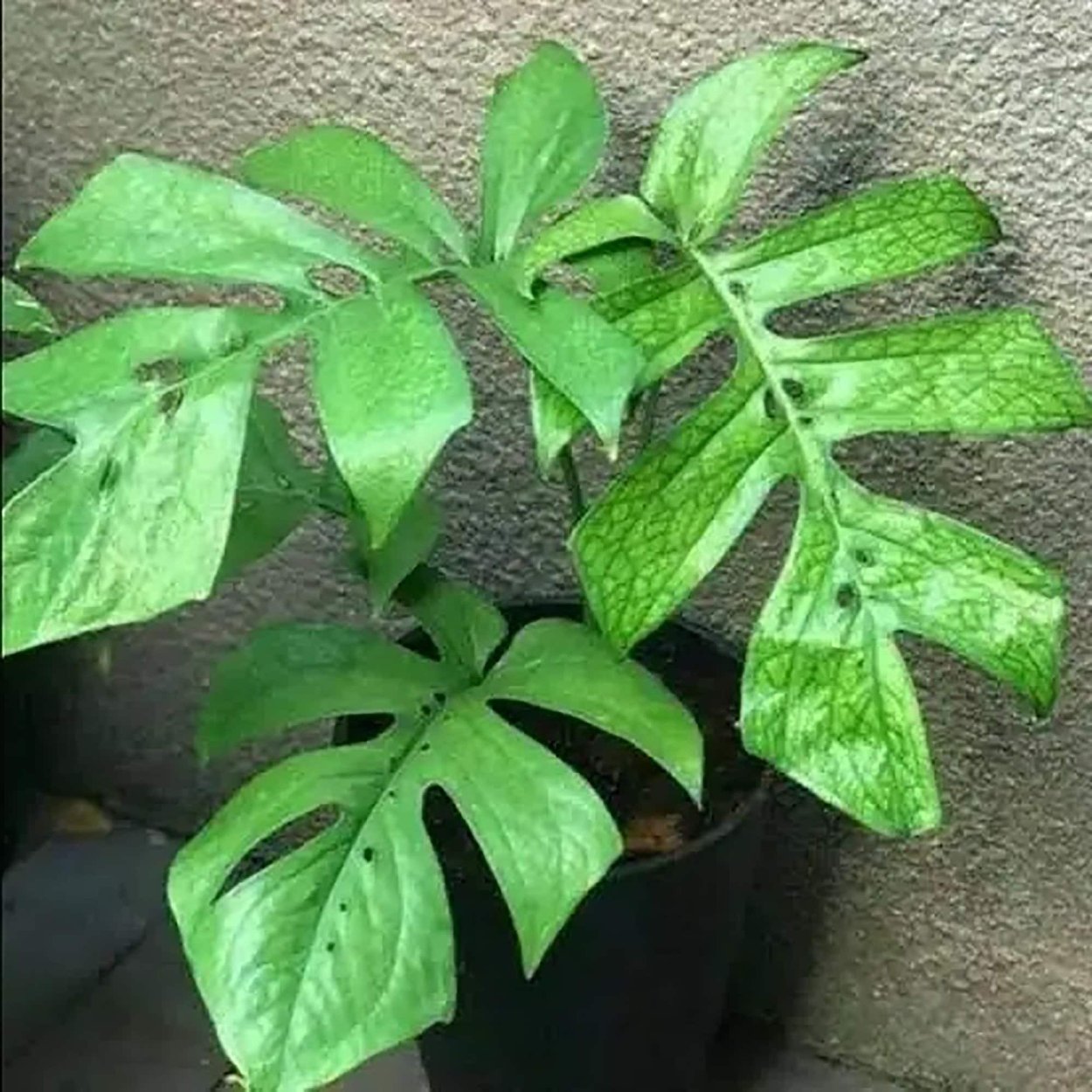 Монстера амидриум