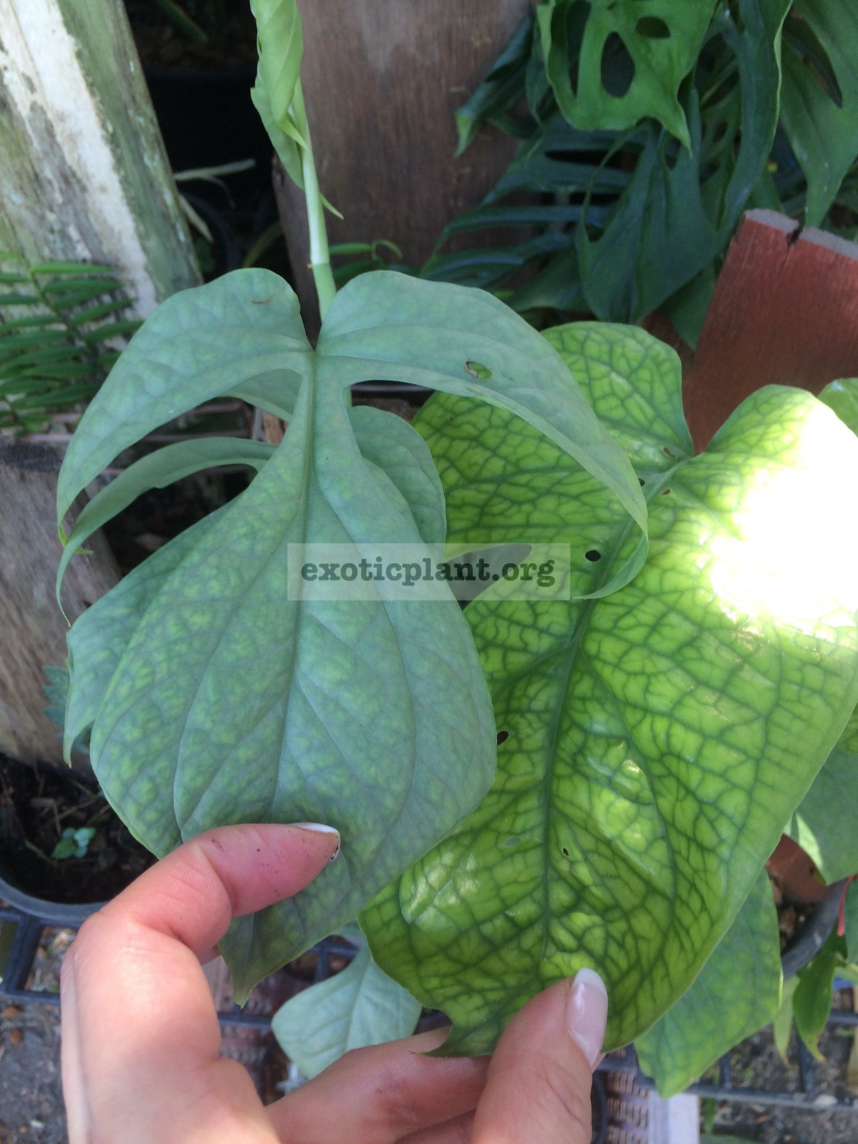 Монстера Сильвер Блю