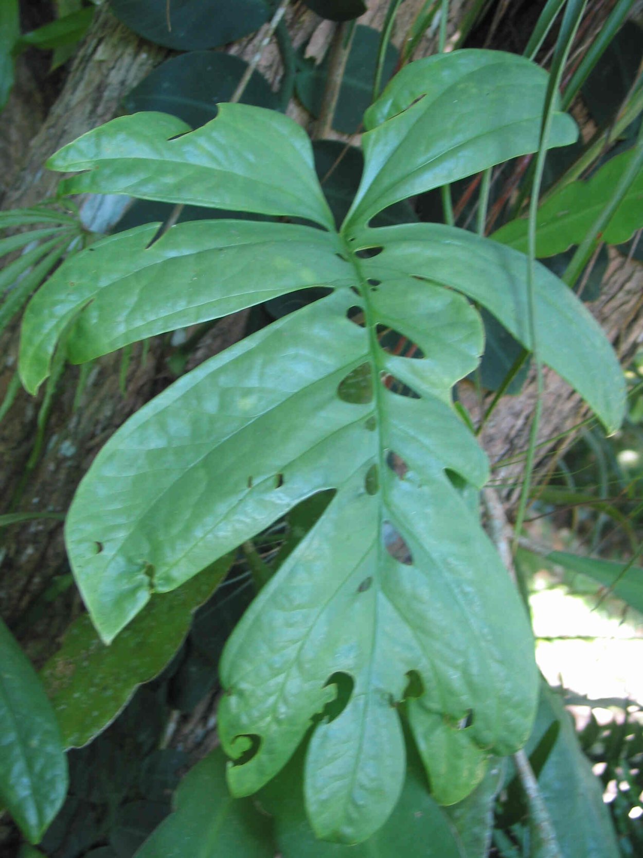 Амидриум зиппелианум