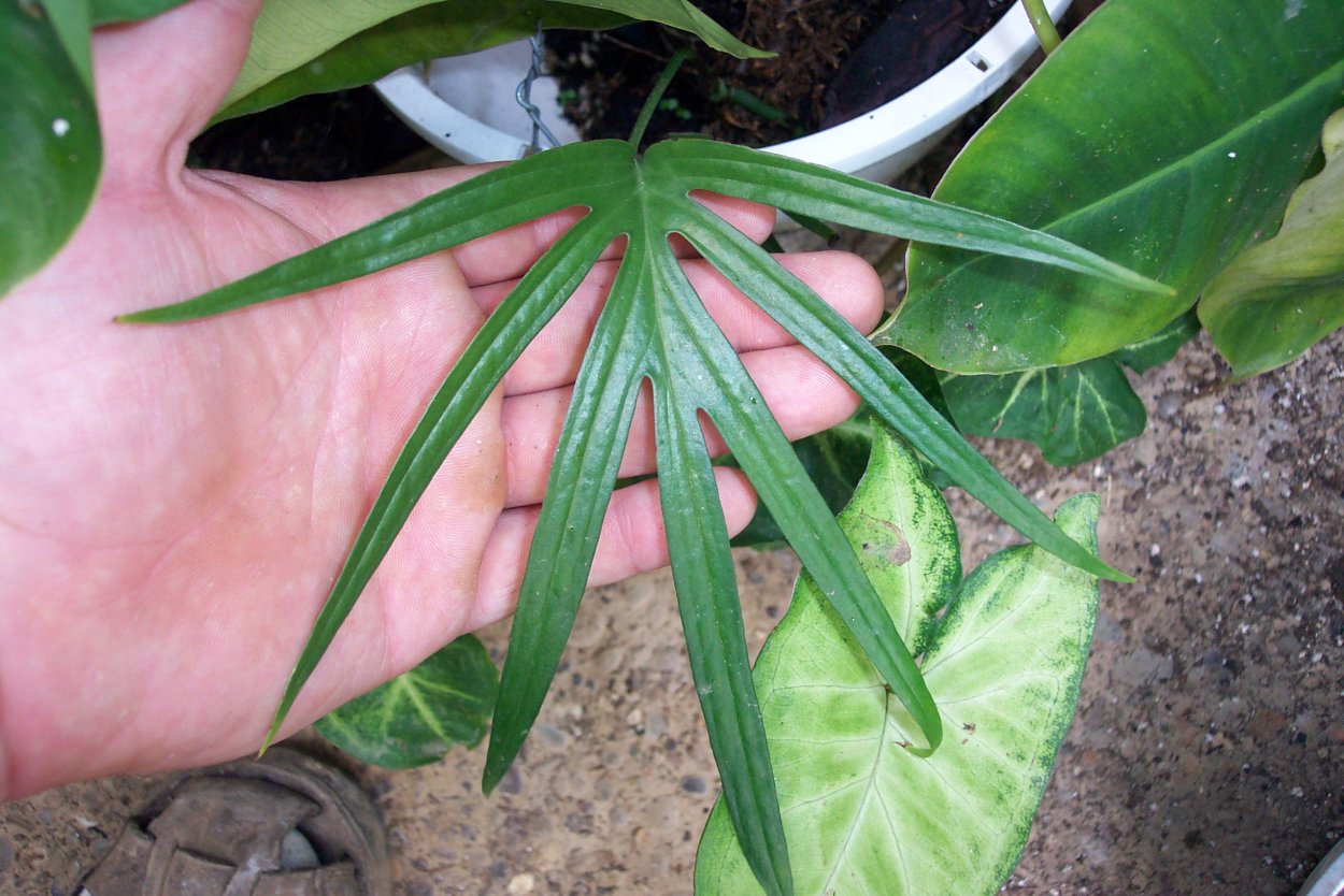 Amydrium zippelianum