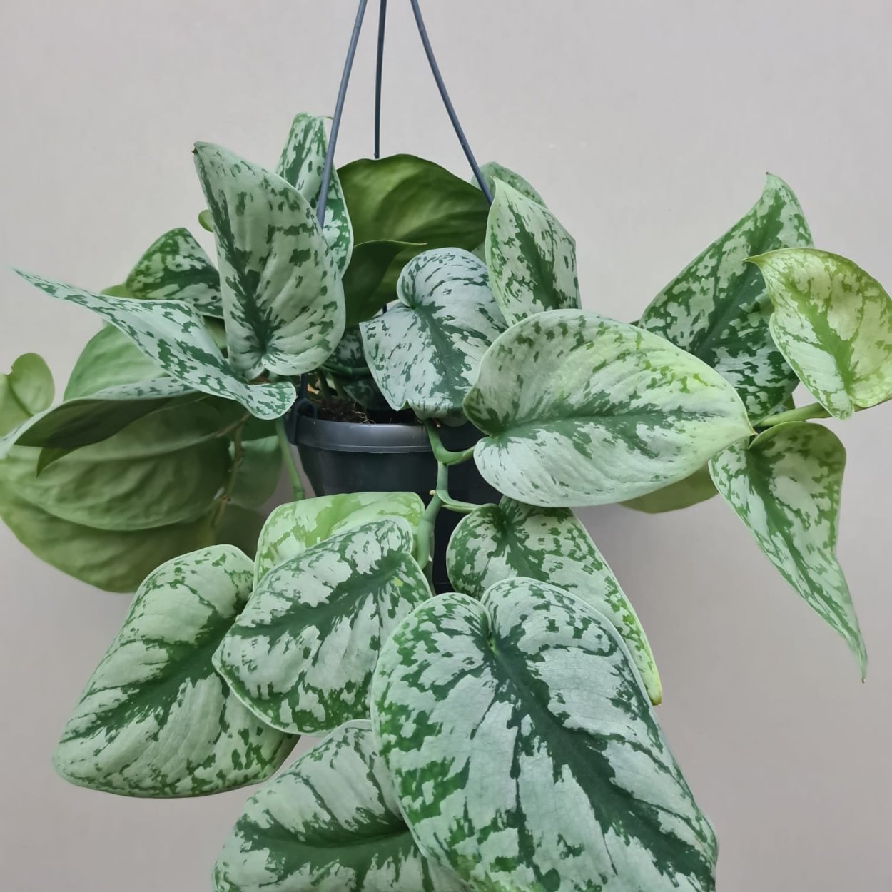 Сциндапсус Пиктус экзотика