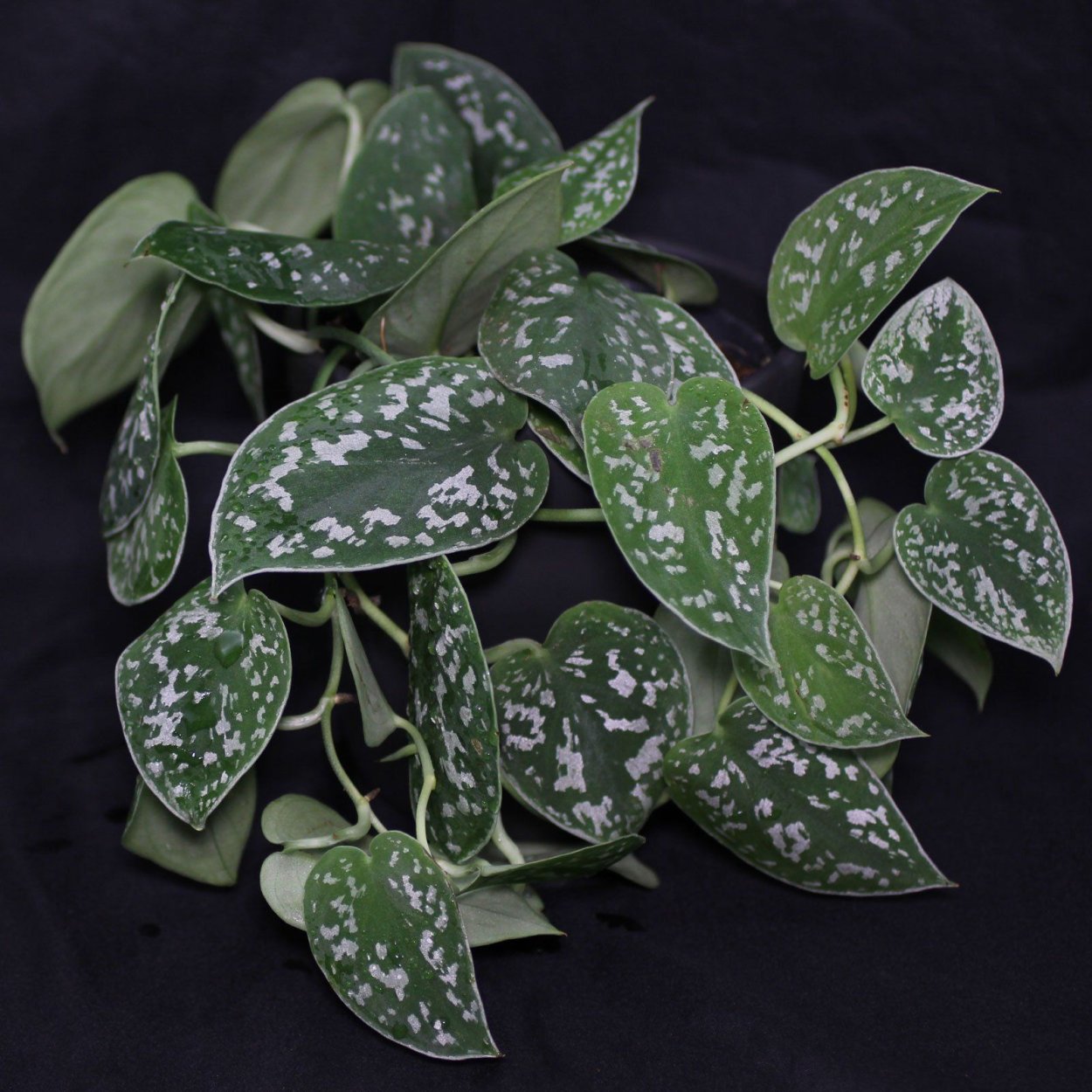 Сциндапсус расписной Пиктус