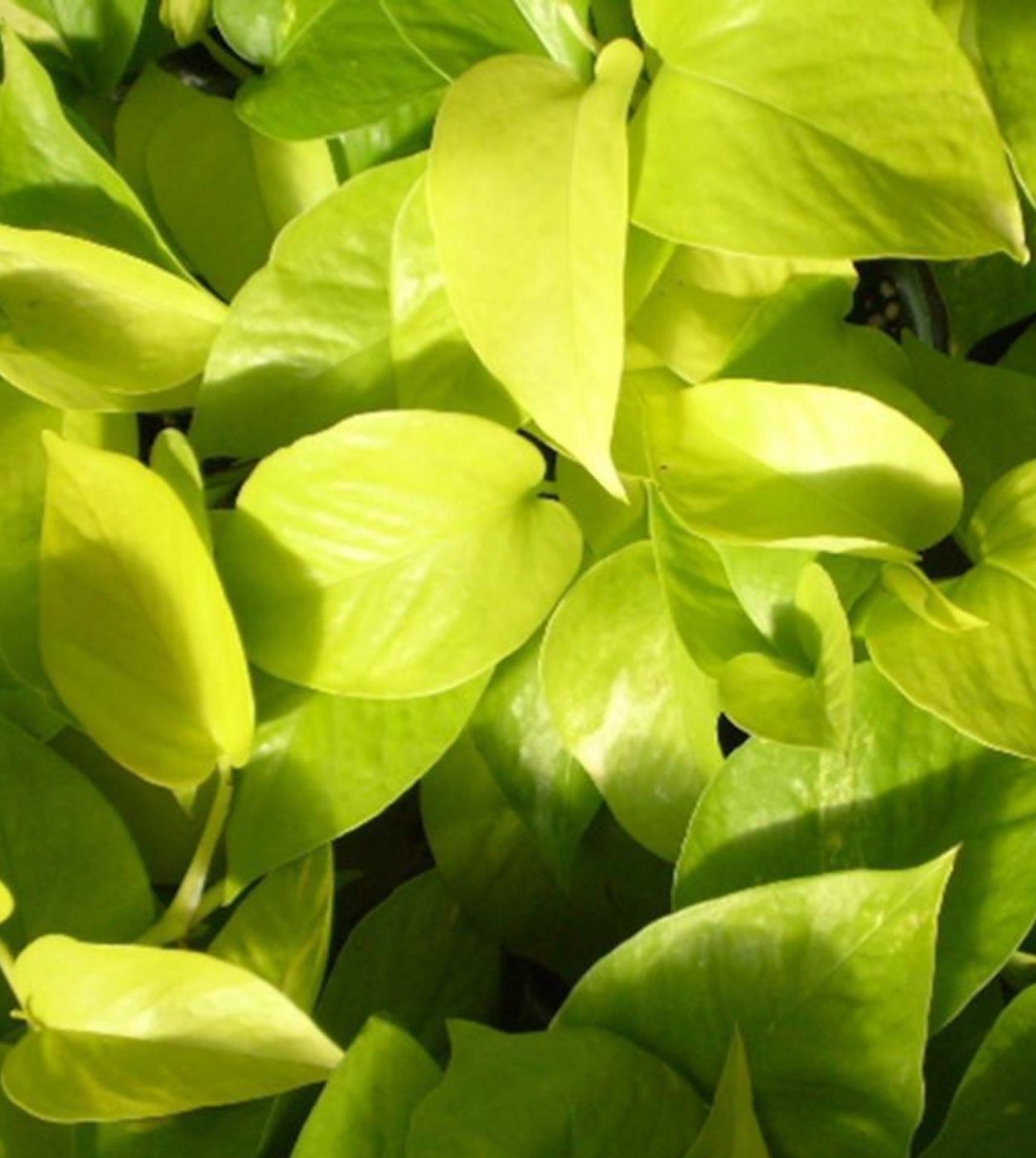 Сциндапсус Голден Потос