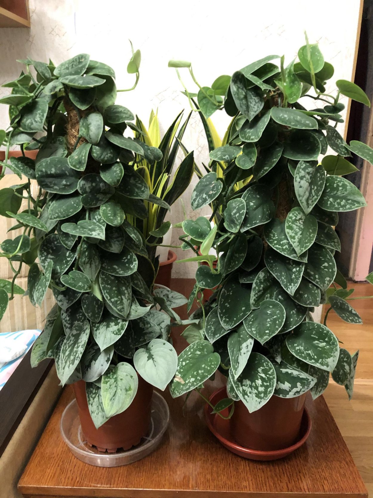 Сциндапсус Мунлайт