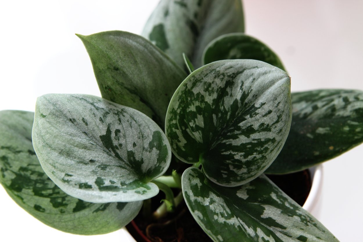 Сциндапсус pictus Argyraeus