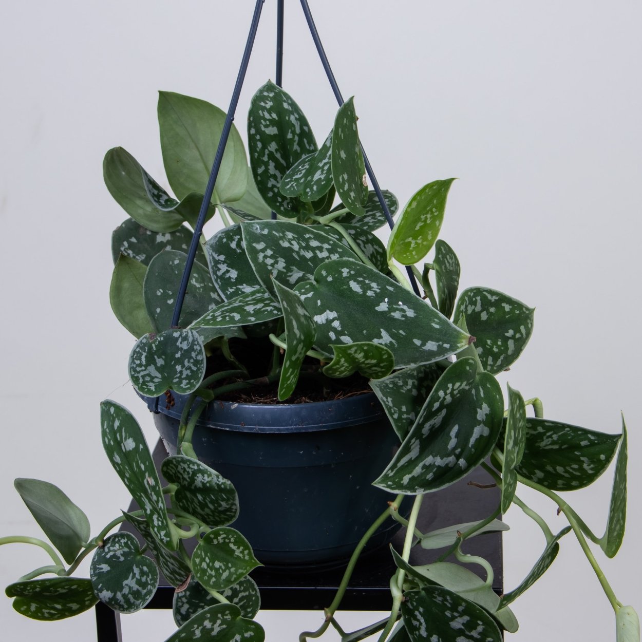 Сциндапсус Пиктус