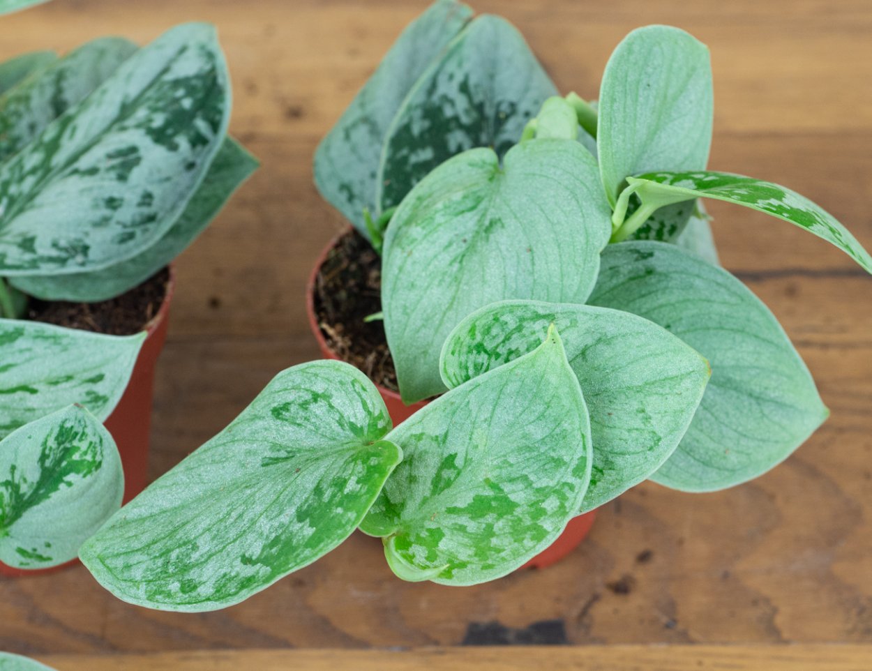 1 / 2 Сциндапсус Сильвер Энн