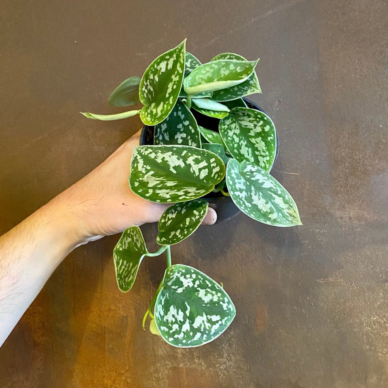 Сциндапсус Argyraeus