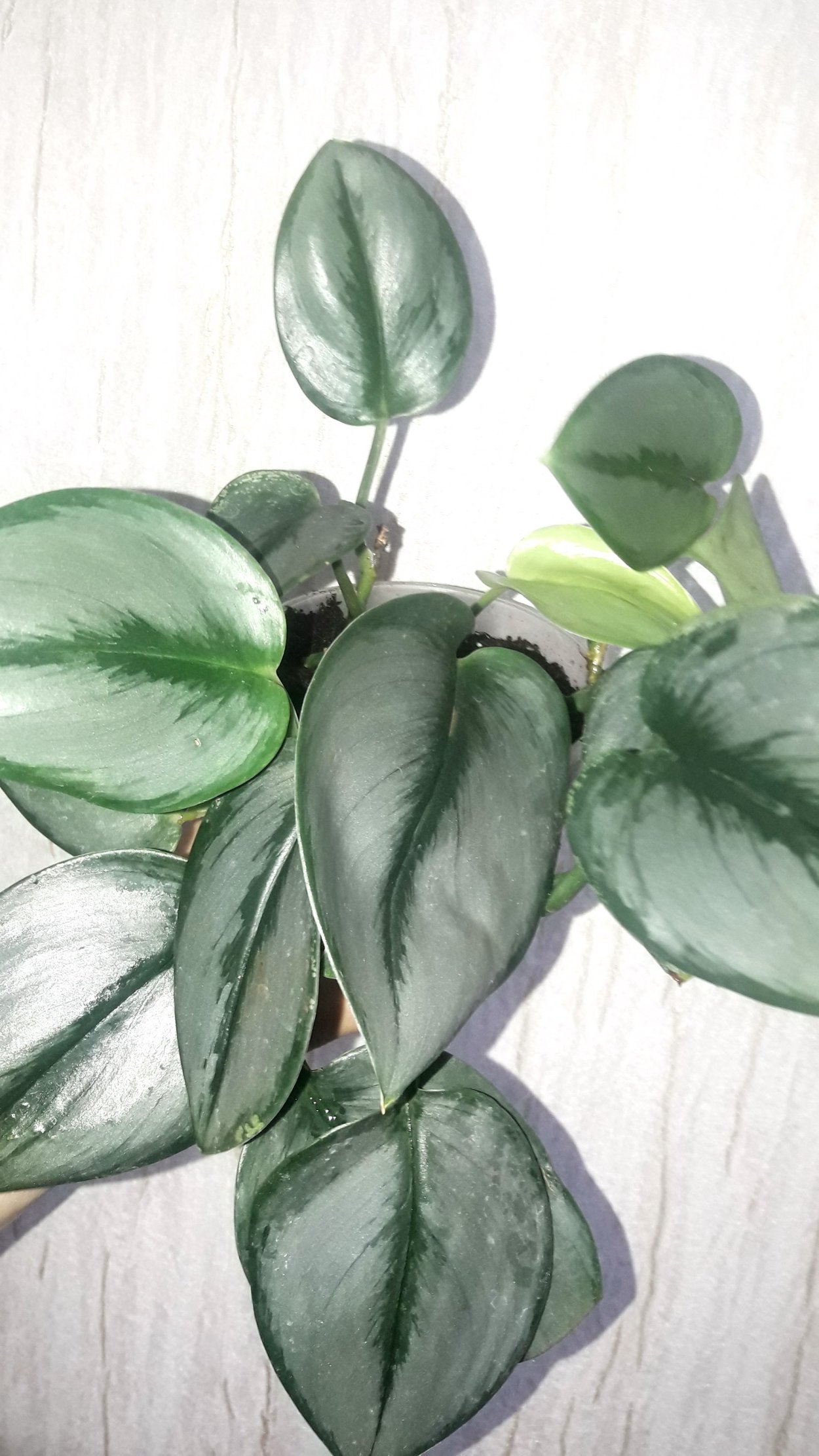 Сциндапсус Мунлайт Scindapsus