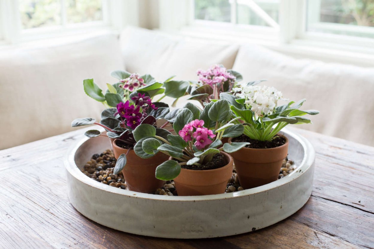 Фиалки в интерьере