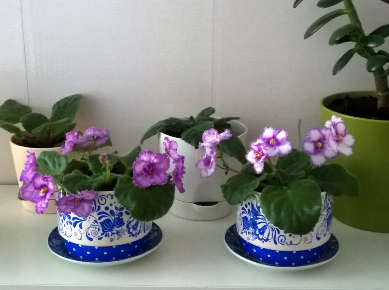 Горшки для фиалки комнатные