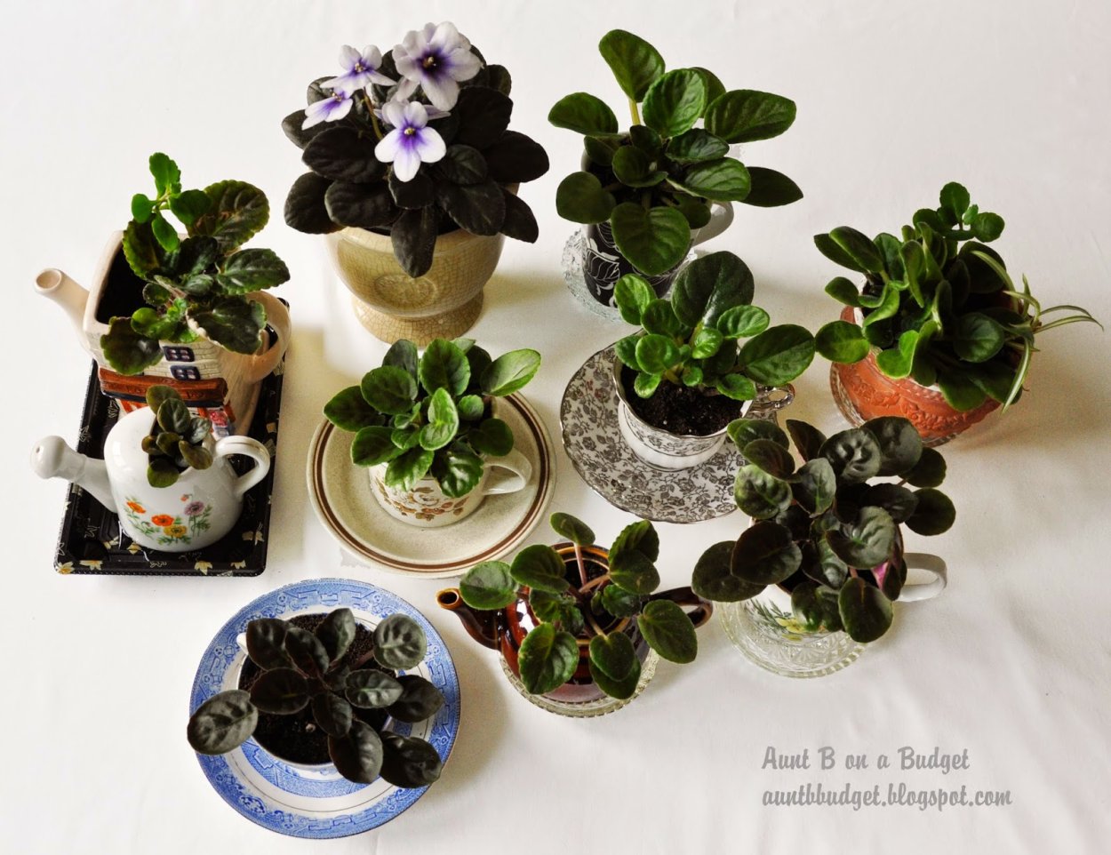 Горшки для сенполий