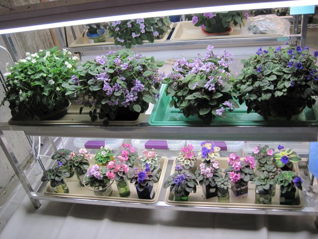 Горшок для трейлерной фиалки