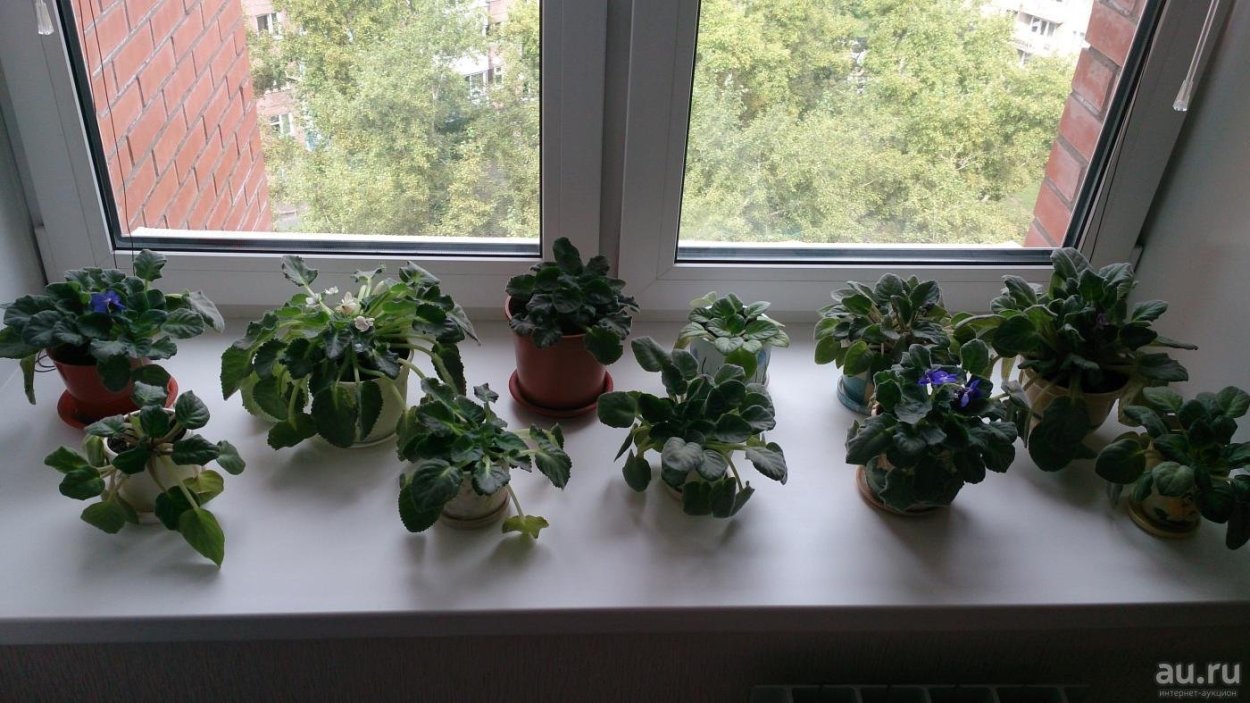 Маленькие горшки для фиалок